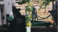 Spreading Vineyard Mulch