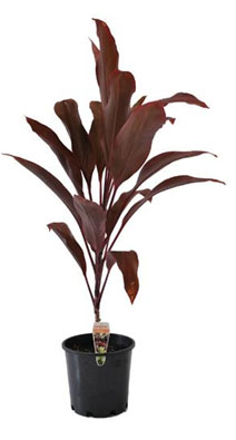 Cordyline Rubra 200mm