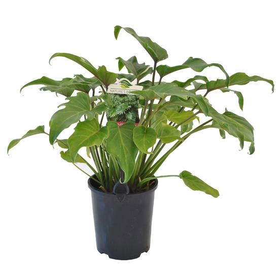 Philodendron Xanadu 